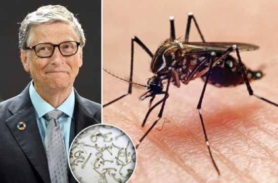 Netizens express worry over Bill Gates' factory breeding millions of mosquitoes