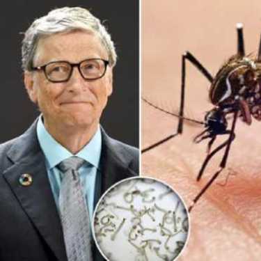 Netizens express worry over Bill Gates' factory breeding millions of mosquitoes